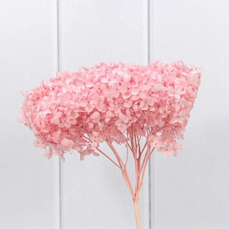 420063/2 Сухоцвет "Гортензия" 55см Розовый 1/1 1/100 420063/2 Сухоцвет "Гортензия" 55см Розовый 1/1 1/100