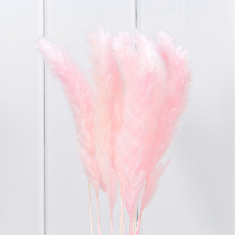 420061/3 Сухоцветы "Тростник" (10 шт.) Розовый 1/250 420061/3 Сухоцветы "Тростник" (10 шт.) Розовый 1/250